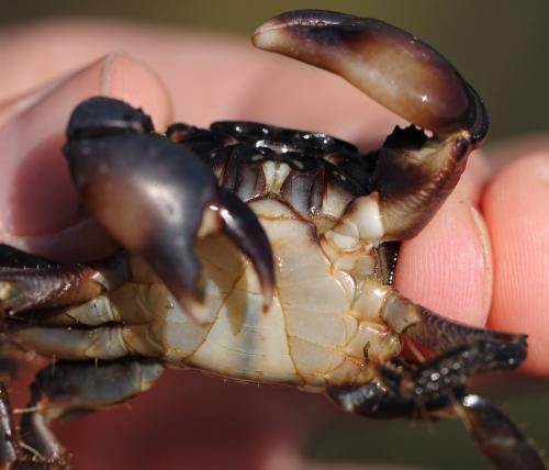 Pachygrapsus marmoratus